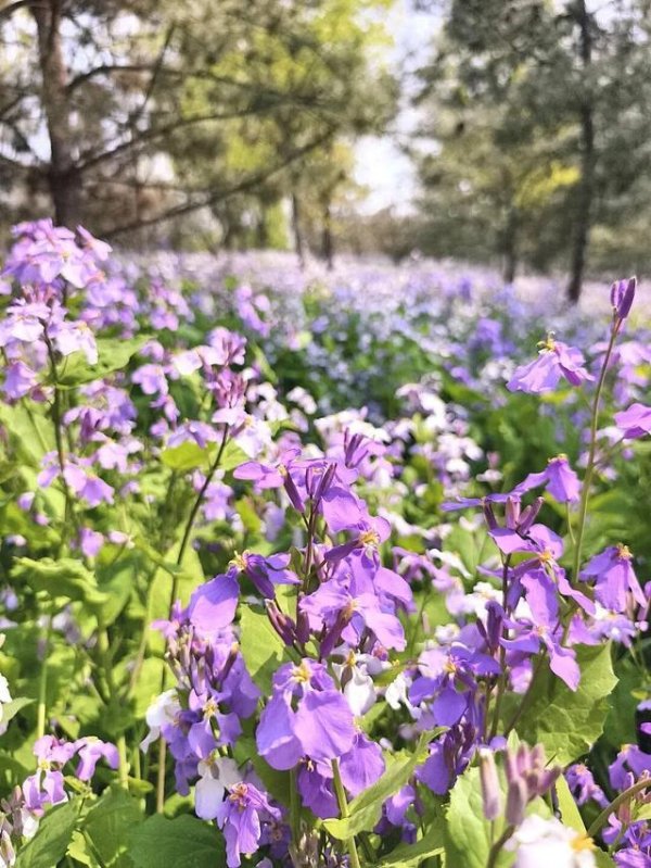 配资查询导航网 露营+遛娃!北京通州这两座宝藏公园，走起～